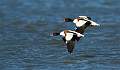 Shelducks - David Schenck
